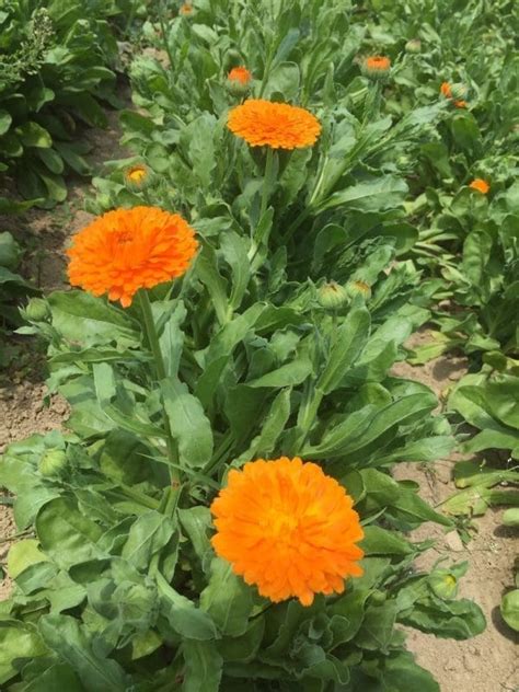 Návod na pestovanie nechtíka lekárskeho