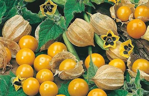 Physalis kvet