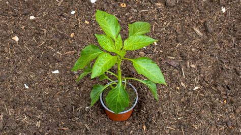 Výsev papriky do výsevnej misky