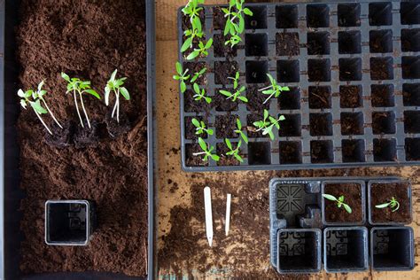 Pikírovanie sadeníc papriky