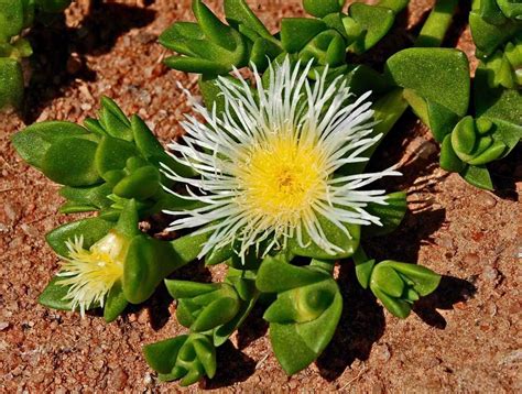 Fyzikálne vlastnosti rastliny Kanna (Sceletium tortuosum)