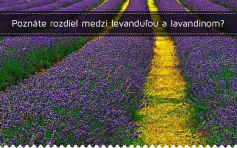 Rozdiel medzi zanedbanou a pravidelne strihanou levanduľou