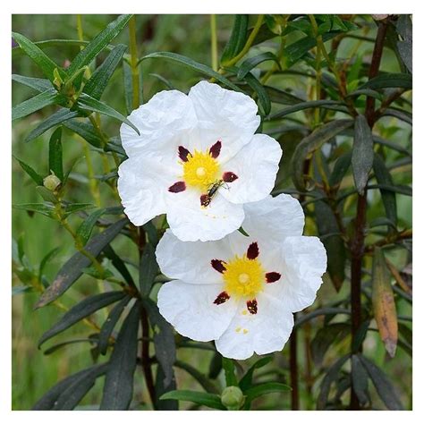 Ilustrácia rastliny Cistus ladaniferus s detailom na živicu