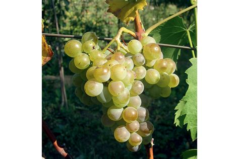 Detail strapca hrozna Chrupka biela