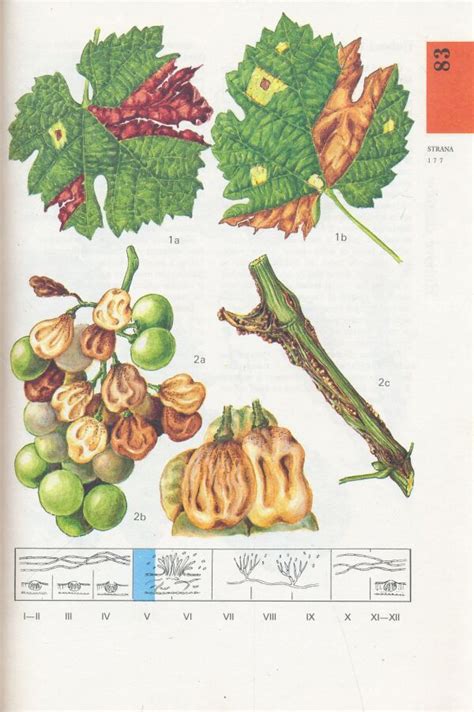 Ilustrácia rôznych chorôb viniča