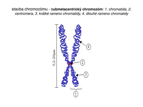 Schéma chromozómu s DNA a génmi
