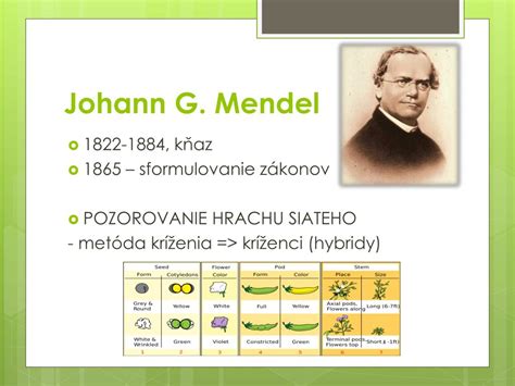 Mendelove zákony dedičnosti - šľachtenie hrachu