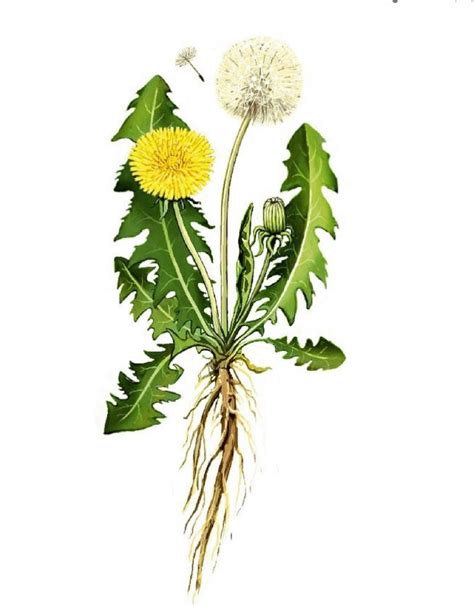 Botanický nákres púpavy lekárskej s detailmi koreňa, listov a kvetu