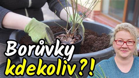 Výsadba kanadských višní do nádoby