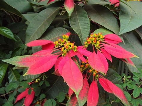 Aztékovia a rastlina Euphorbia pulcherrima