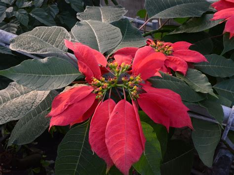 Portrét Joela Robertsa Poinsetta