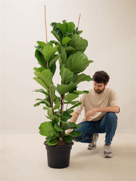 Čistenie listov Ficus Lyrata