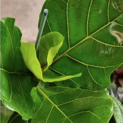 Ficus Lyrata s charakteristickými listami