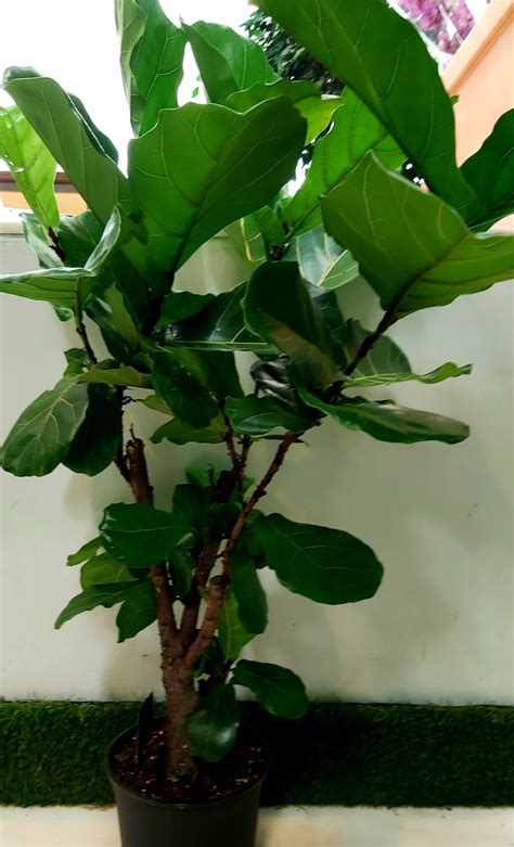 Ficus Lyrata ako štýlový interiérový prvok