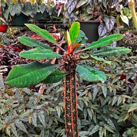 Euphorbia leuconeura v kvetináči
