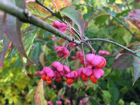 Bršlen európsky v jesennom sfarbení