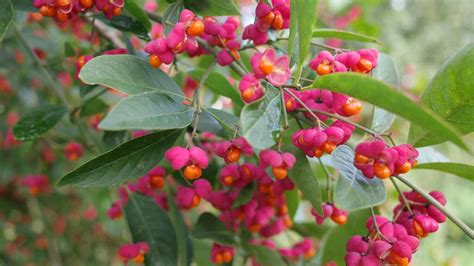 Nápadné plody bršlena európskeho