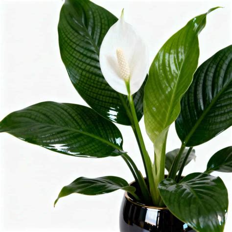 Ilustrácia rastliny Lopatkovec (Spathiphyllum) s bielymi kvetmi