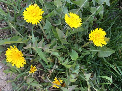 Ilustrácia rastliny púpava lekárska