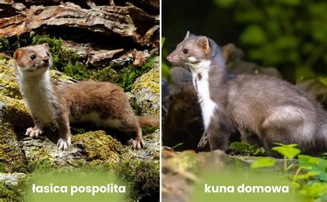 Porovnanie kuny lesnej a kuny skalnej