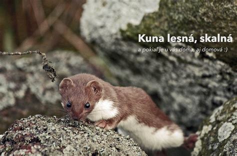 Kuna lesná na strome v nočnom prostredí