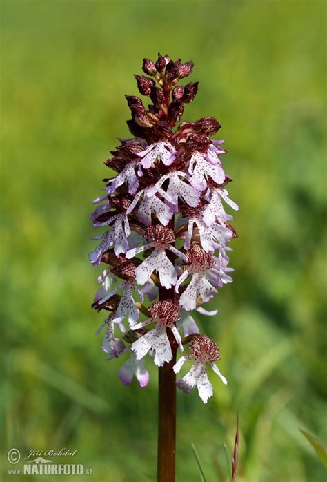 vstavač purpurový