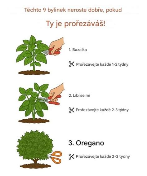 Prerezávanie tavoľníka po odkvitnutí