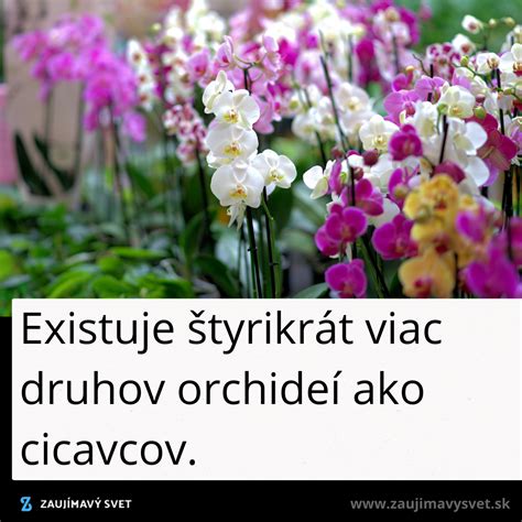 Ilustrácia rôznych druhov európskych orchideí