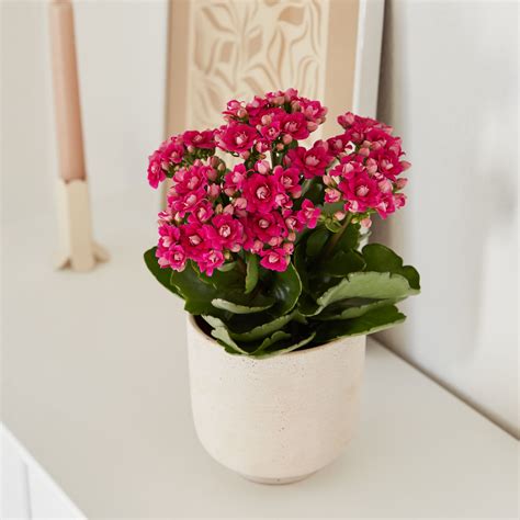 Kalanchoe vysadená v záhrade