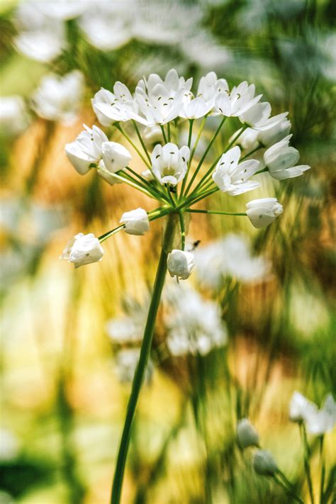 Kvitnúci Allium neapolitanum