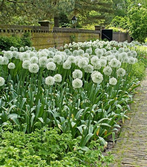 Allium 'Mount Everest' v plnom kvete
