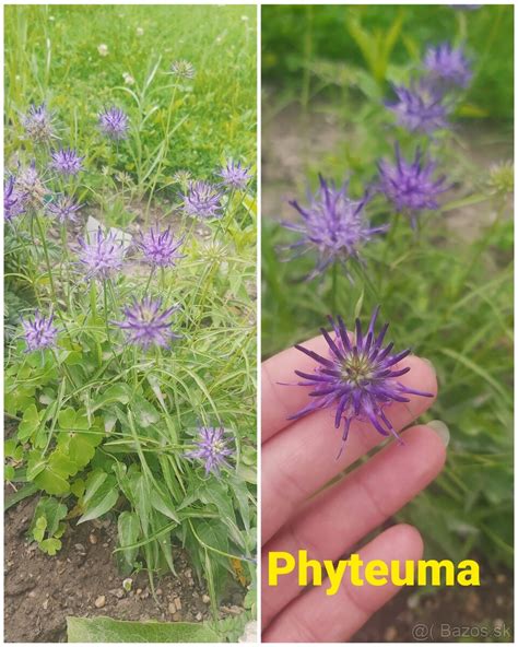 Zobrazenie rôznych kvetov, ktoré lákajú lišaja marinkového