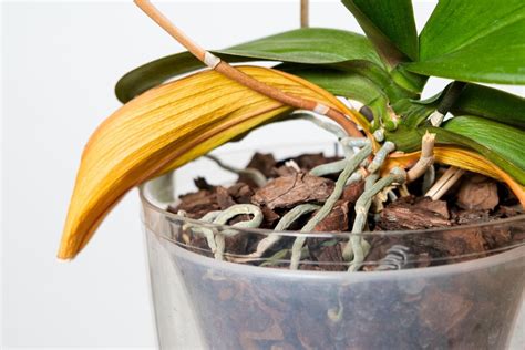 Inštalácia zvlhčovača vzduchu v blízkosti orchidey