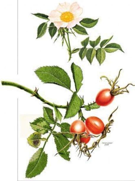 Ruža šípová s plodmi