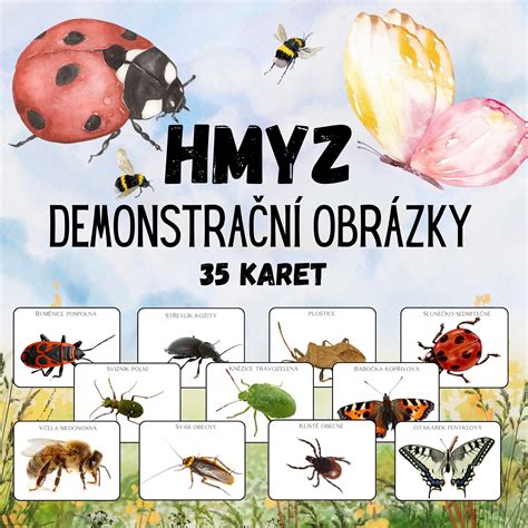 hmyz na kvetoch trvaliek