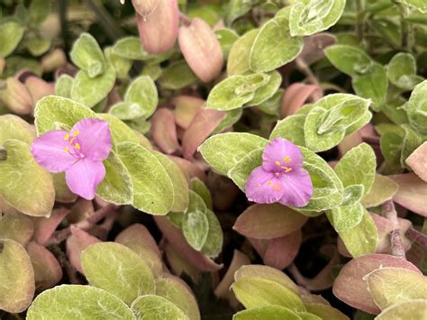 Mapka pôvodu rastlín rodu Tradescantia