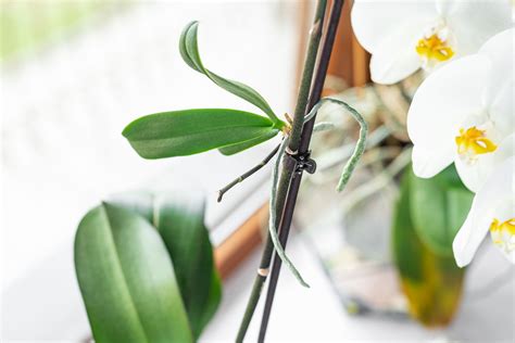 Orchidea s vyvinutým keiki