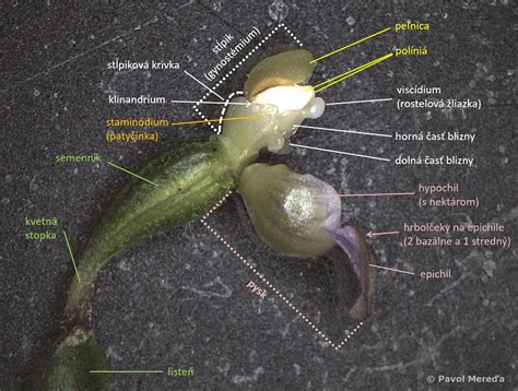 Diagram znázorňujúci časti orchideí pri delení trsu