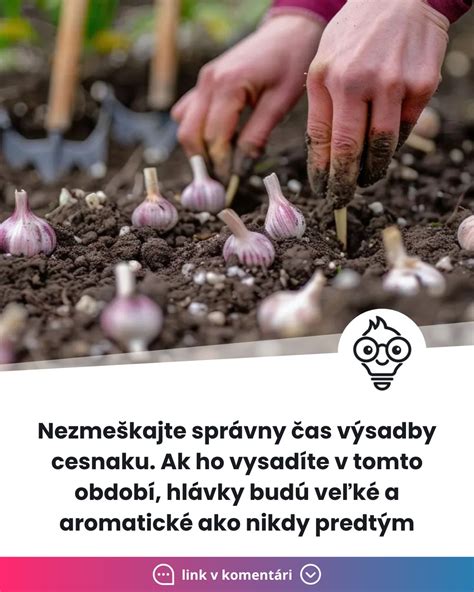 Ilustrácia časového harmonogramu výsadby cesnaku