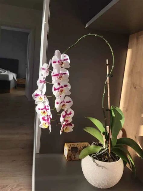 Schéma presádzania orchidey