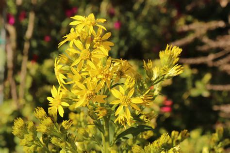 Zlatobyľ obyčajná v prírode