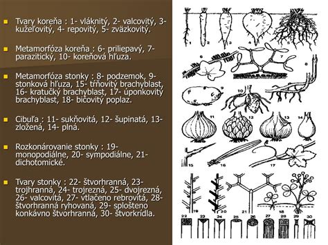Ilustrácia rastliny z čeľade pakostovité