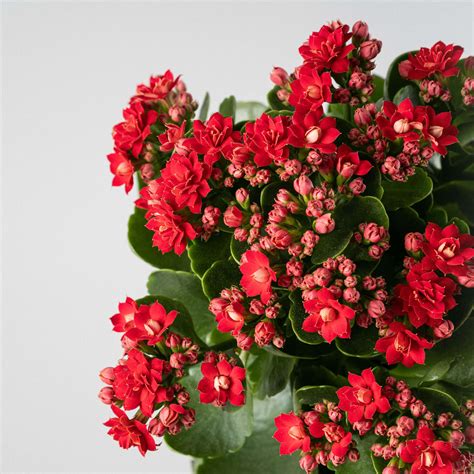 Detail dvojitých kvetov Kalanchoe Calandiva
