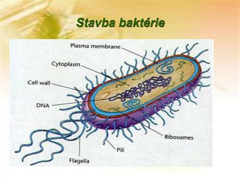 Štruktúra baktérií v probiotickom nápoji