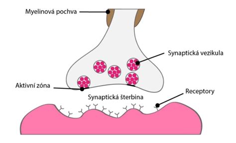Schéma pôsobenia bakopy na neurotransmitery