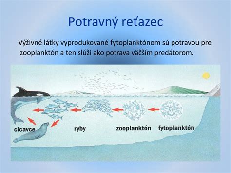 Schéma znázorňujúca biomanipuláciu a jej vplyv na potravný reťazec