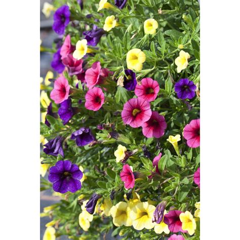 Rôzne farebné varianty rastliny Calibrachoa Chameleon v kvetináčoch