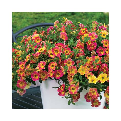 Balkónový box plný kvitnúcich rastlín Calibrachoa Chameleon