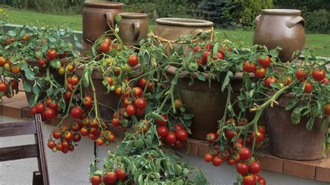 Pestovanie paradajok na záhrade
