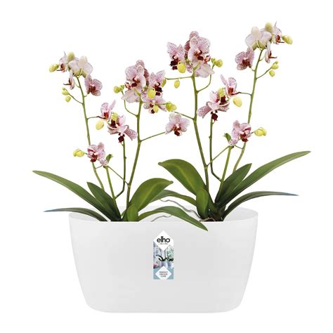 Kvetináč Orchid s orchideou